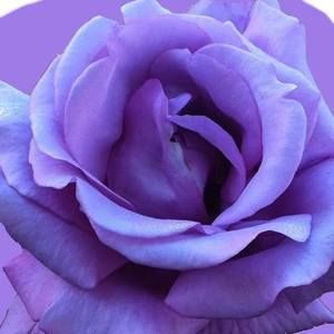 Meet your Posher, Lucinda